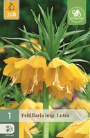 Fritillaria imperialis lutea 1 bol