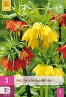 Fritillaria imperialis mix 3 bollen - afbeelding 3