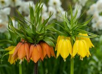 Fritillaria imperialis mix 3 bollen - afbeelding 2