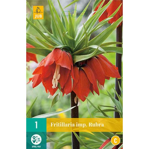 Fritillaria imperialis rubra 1 bol - afbeelding 1