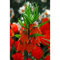 Fritillaria imperialis rubra 1 bol - afbeelding 2