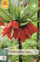 Fritillaria imperialis rubra 1 bol