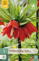 Fritillaria imperialis rubra 1 bol - afbeelding 4
