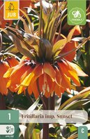 Fritillaria imperialis sunset 1 bol - afbeelding 3
