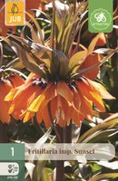 FRITILLARIA IMPERIALIS SUNSET