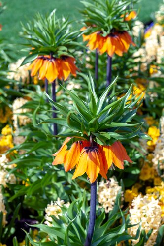 FRITILLARIA IMPERIALIS SUNSET