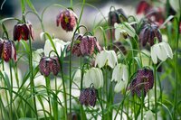 Fritillaria Meleagris 15 bollen - afbeelding 2