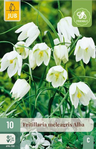 Fritillaria meleagris alba 10 bollen - afbeelding 3
