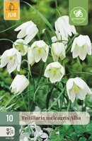 Fritillaria meleagris alba 10 bollen
