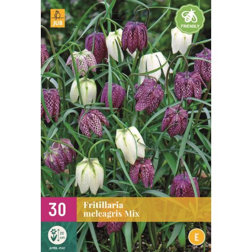 Fritillaria meleagris mix 30 bollen - afbeelding 1