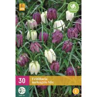 Fritillaria meleagris mix 30 bollen - afbeelding 2