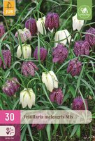Fritillaria meleagris mix 30 bollen