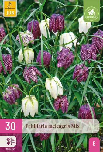Fritillaria meleagris mix 30 bollen - afbeelding 3
