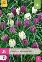 Fritillaria meleagris mix 30 bollen - afbeelding 3