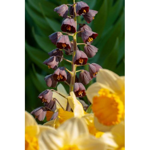 Fritillaria persica 1 bol - afbeelding 2