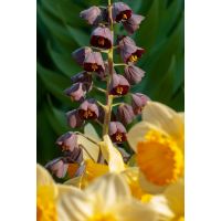 Fritillaria persica 1 bol - afbeelding 2