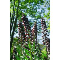 Fritillaria persica 1 bol - afbeelding 3