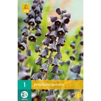 Fritillaria persica 1 bol - afbeelding 1