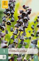 Fritillaria persica 1 bol - afbeelding 4