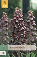 Fritillaria persica 1 bol