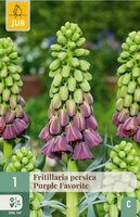 Fritillaria persica purple favorite 1 bol - afbeelding 3