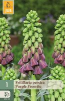 Fritillaria persica purple favorite 1 bol