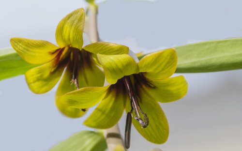 FRITILLARIA SEWERZOWII GREEN EYES