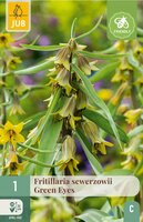 Fritillaria sewerzowii green eyes 1 bol - afbeelding 3