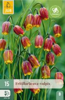 Fritillaria Uva-Vulpis 15 bollen - afbeelding 3