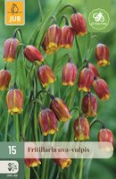Fritillaria Uva-Vulpis 15 bollen
