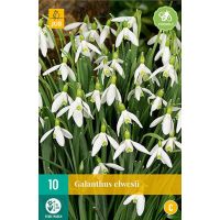 Galanthus elwesii 10 bollen - afbeelding 2