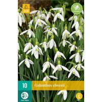 Galanthus elwesii 10 bollen - afbeelding 1