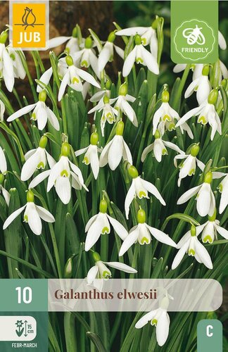 Galanthus elwesii 10 bollen - afbeelding 3