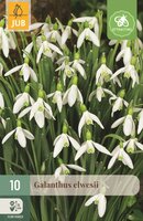 Galanthus elwesii 10 bollen