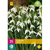 Galanthus elwesii 25 bollen - afbeelding 2