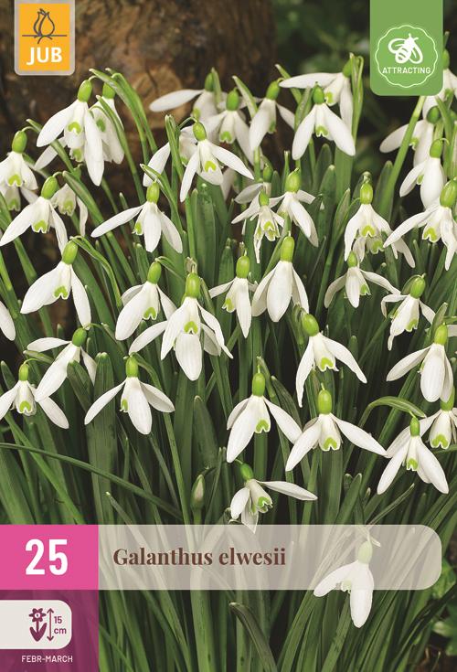 Galanthus elwesii 25 bollen - afbeelding 1