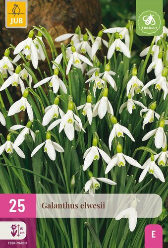 Galanthus elwesii 25 bollen - afbeelding 3