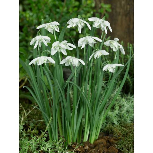 Galanthus flore pleno 15 bollen - afbeelding 2