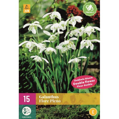 Galanthus flore pleno 15 bollen - afbeelding 1