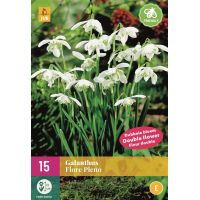 Galanthus flore pleno 15 bollen - afbeelding 2