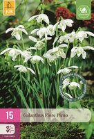 Galanthus flore pleno 15 bollen