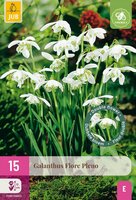 Galanthus flore pleno 15 bollen - afbeelding 3