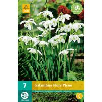 Galanthus flore pleno 7 bollen - afbeelding 2
