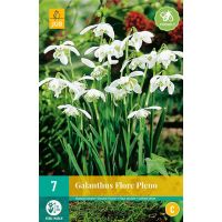 Galanthus flore pleno 7 bollen - afbeelding 1