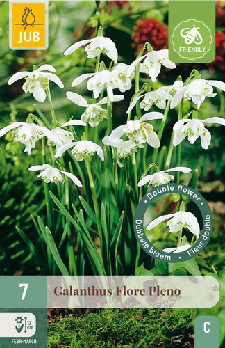 Galanthus flore pleno 7 bollen - afbeelding 3