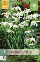 Galanthus flore pleno 7 bollen