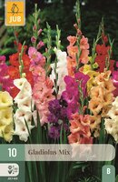 Gladiolen mix