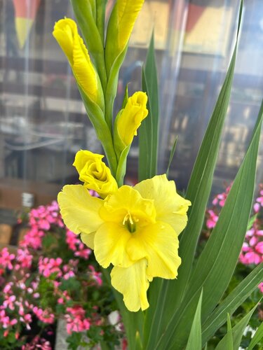 Gladiolen Nova lux - afbeelding 2