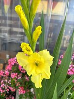 Gladiolen Nova lux - afbeelding 2