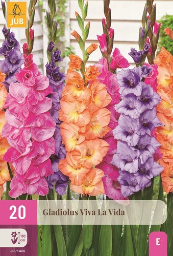 Gladiolen viva la vida mix